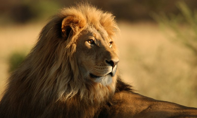 Обои животные, африка, львов, львы, дикие кошки, саванна, animals wallpapers, animals, africa, lions, wild cats, savannah разрешение 2560x1600 Загрузить