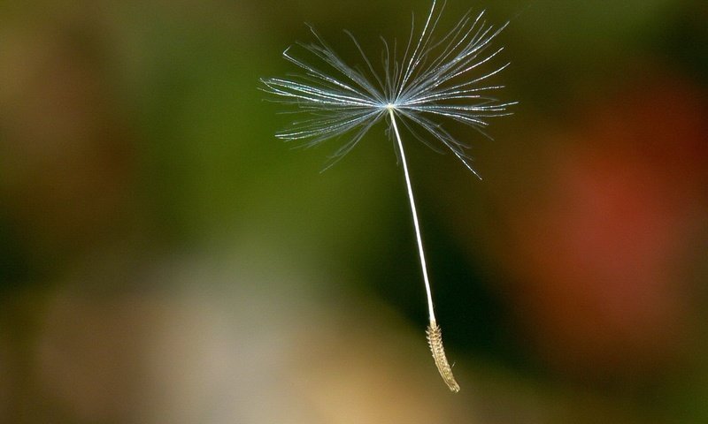 Обои одуванчик, семя, dandelion, seed разрешение 1920x1440 Загрузить