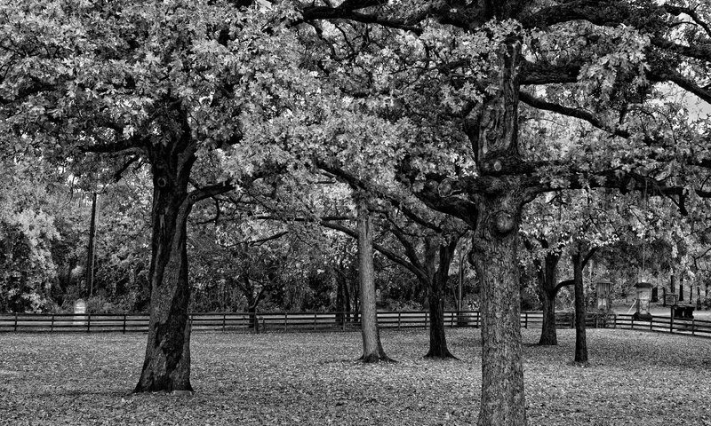 Обои деревья, парк, ветви, листва, забор, чёрно-белое, черно-белая, trees, park, branch, foliage, the fence, black and white разрешение 2560x1600 Загрузить