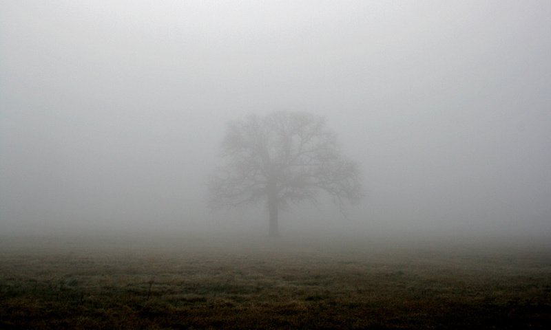 Обои дерево, туман, поле, tree, fog, field разрешение 1944x1296 Загрузить