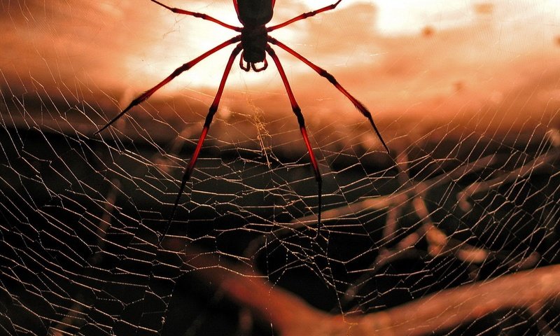 Обои красный, паук, паутина, red, spider, web разрешение 1920x1440 Загрузить