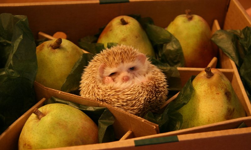 Обои коробка, ежик, прикол, груши, ежик в грушах, box, hedgehog, the trick, pear, hedgehog in the pears разрешение 3888x2592 Загрузить
