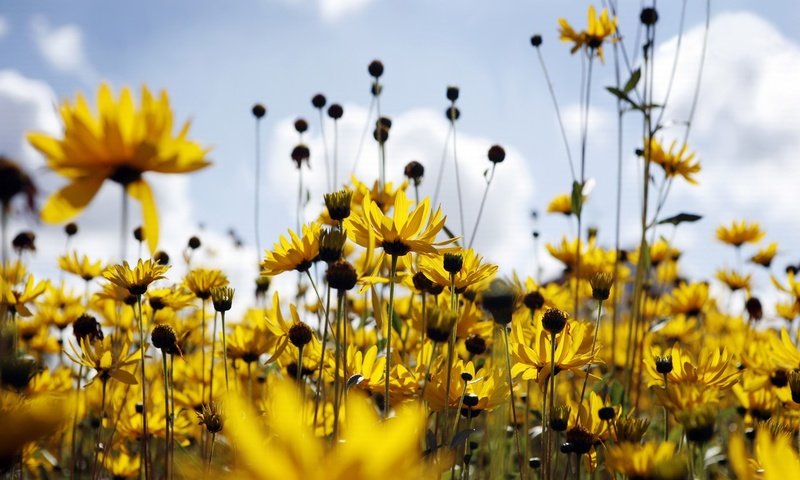 Обои поле, лето, ромашки, field, summer, chamomile разрешение 1920x1280 Загрузить