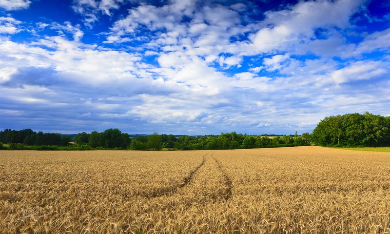 Обои деревья, обои, пейзаж, поле, пшеница, следы, trees, wallpaper, landscape, field, wheat, traces разрешение 2500x1667 Загрузить