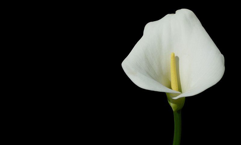 Обои цветок, темный фон, калла, flower, the dark background, calla разрешение 1920x1200 Загрузить