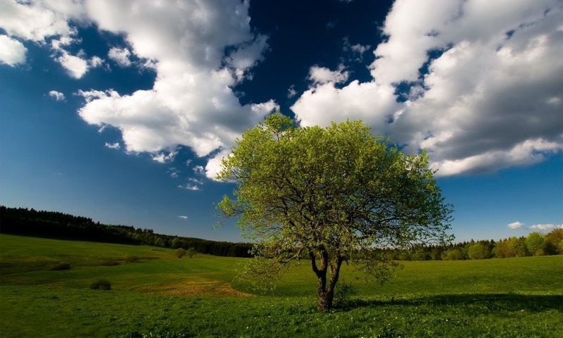 Обои небо, облака, дерево, лес, поле, the sky, clouds, tree, forest, field разрешение 1920x1200 Загрузить