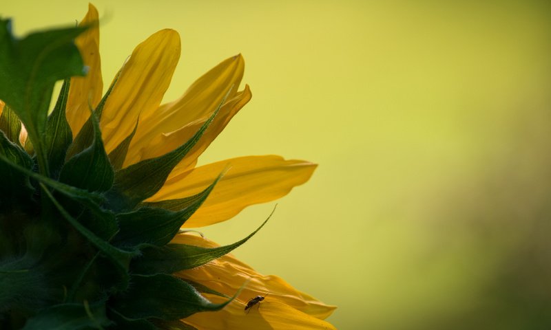 Обои природа, обои, подсолнух, макро фотография, nature, wallpaper, sunflower, macro photo разрешение 2560x1600 Загрузить