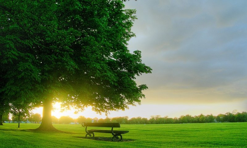 Обои дерево, утро, скамейка, tree, morning, bench разрешение 1920x1440 Загрузить