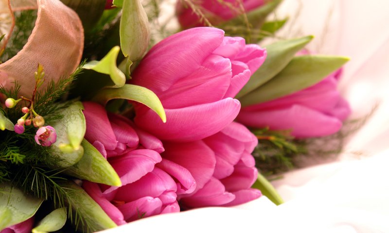 Обои цветы, тюльпаны, flowers, tulips разрешение 3888x2592 Загрузить
