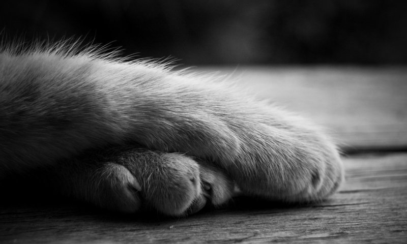 Обои лапы, кошка, чёрно-белое, лежит, paws, cat, black and white, lies разрешение 2843x1803 Загрузить