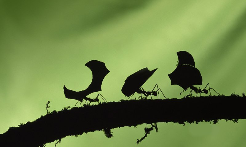 Обои муравьи, трудяги, зеленый фон, ants, workaholic, green background разрешение 1920x1200 Загрузить