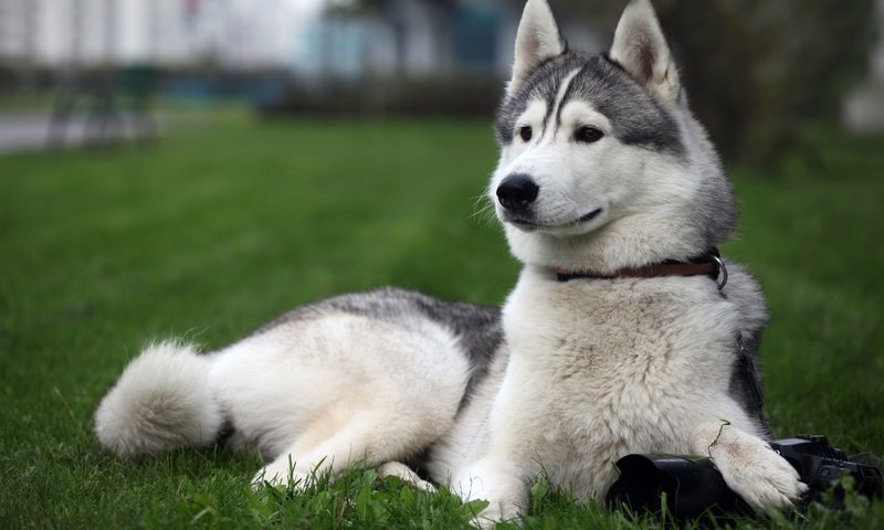 Обои морда, трава, собака, хаски, хаска, face, grass, dog, husky разрешение 3080x2053 Загрузить