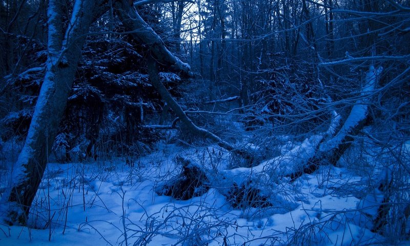 Обои лес, зима, синий, forest, winter, blue разрешение 2272x1704 Загрузить