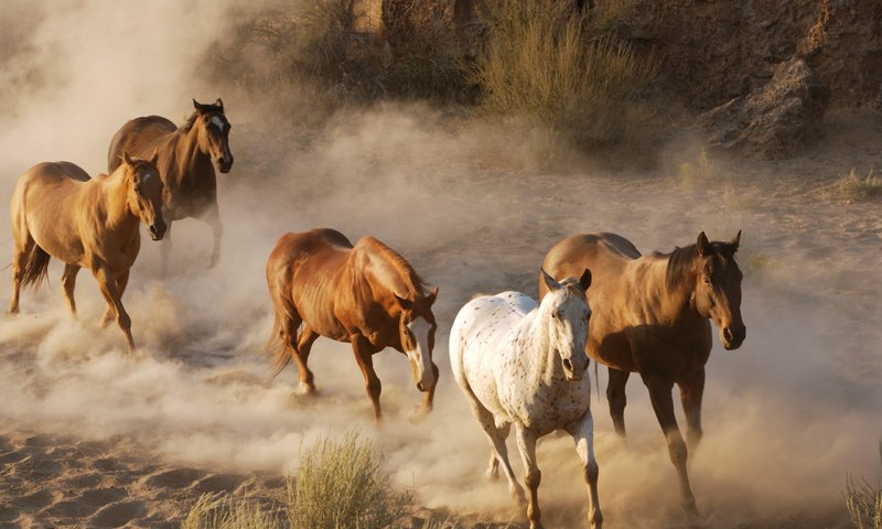 Обои фото, животные, лошади, кони, пыль, стадо, табун, дикая природа, photo, animals, horse, horses, dust, the herd, wildlife разрешение 2560x1702 Загрузить