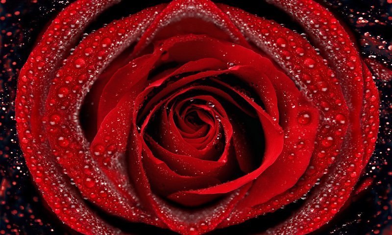 Обои макро, роса, капли, роза, лепестки, macro, rosa, drops, rose, petals разрешение 2560x1600 Загрузить