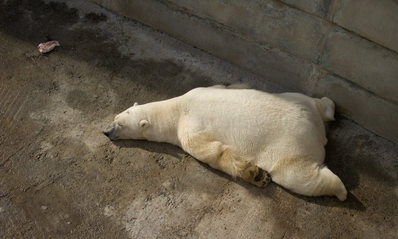 Обои лапы, сон, мясо, белый медведь, paws, sleep, meat, polar bear разрешение 1920x1080 Загрузить