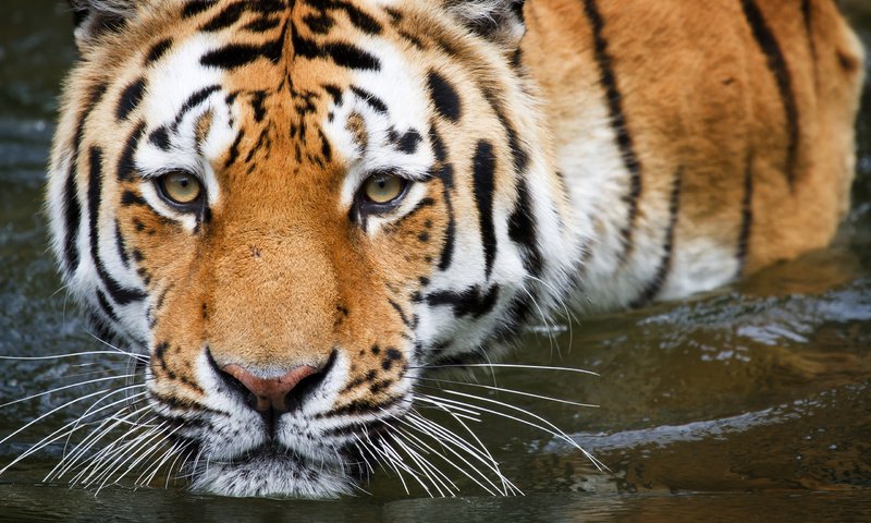 Обои тигр, вода, купание, tiger, water, bathing разрешение 2560x1600 Загрузить