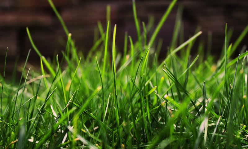 Обои трава, зелень, макро, grass, greens, macro разрешение 2560x1600 Загрузить