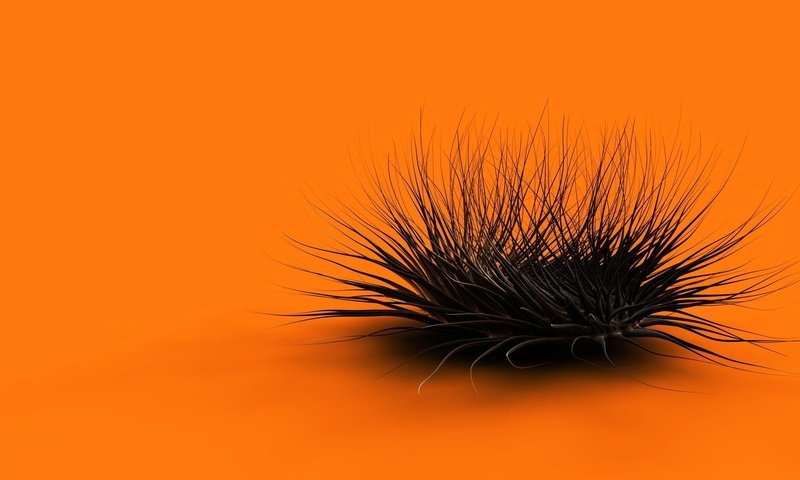 Обои оранжевый, куст, orange, bush разрешение 1920x1200 Загрузить