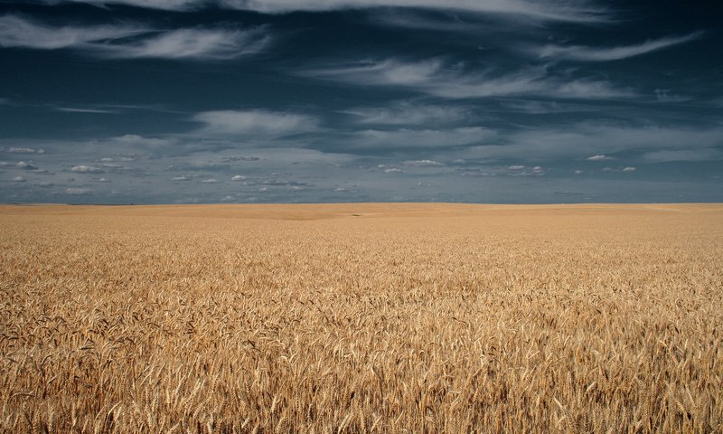 Обои небо, тучи, поле, горизонт, колосья, the sky, clouds, field, horizon, ears разрешение 1920x1200 Загрузить