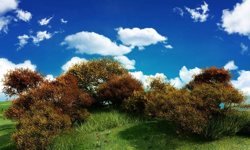 Обои небо, облака, зелень, куст, the sky, clouds, greens, bush разрешение 2560x1600 Загрузить