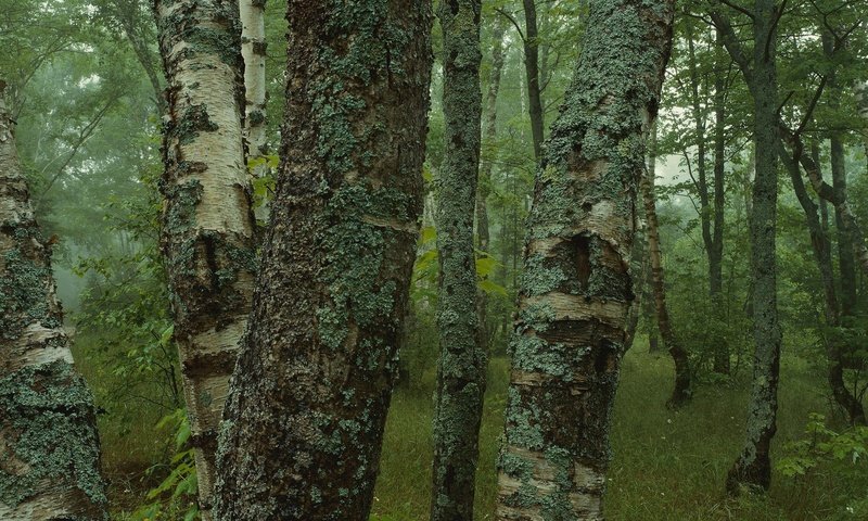 Обои деревья, лес, стволы, березы, мох, кора, trees, forest, trunks, birch, moss, bark разрешение 3200x1200 Загрузить