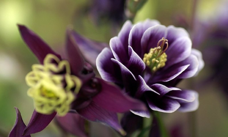 Обои макро, цветок, лепестки, растение, аквилегия, macro, flower, petals, plant, aquilegia разрешение 1920x1200 Загрузить