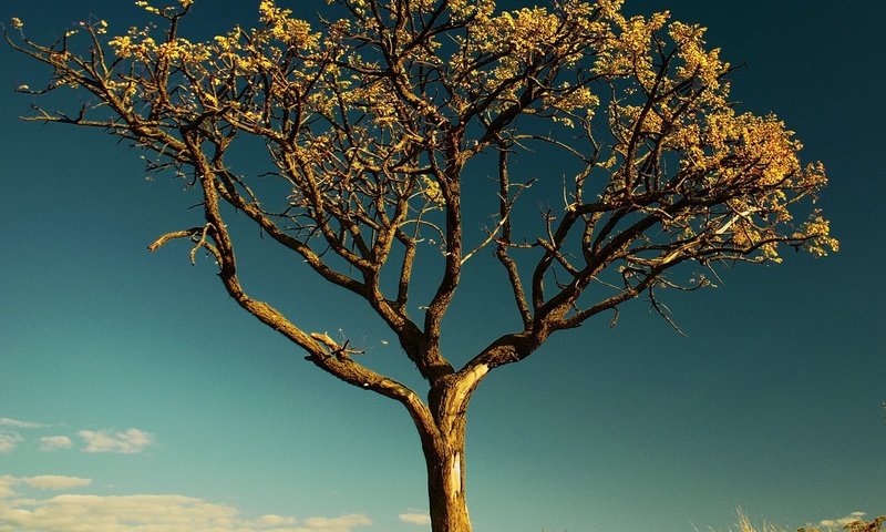 Обои небо, дерево, листья, ветки, ствол, сухое дерево, the sky, tree, leaves, branches, trunk, a dry tree разрешение 1920x1440 Загрузить