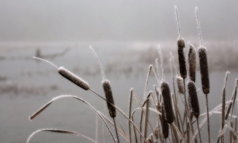 Обои небо, река, природа, обои, камыши, the sky, river, nature, wallpaper, the reeds разрешение 2560x1600 Загрузить