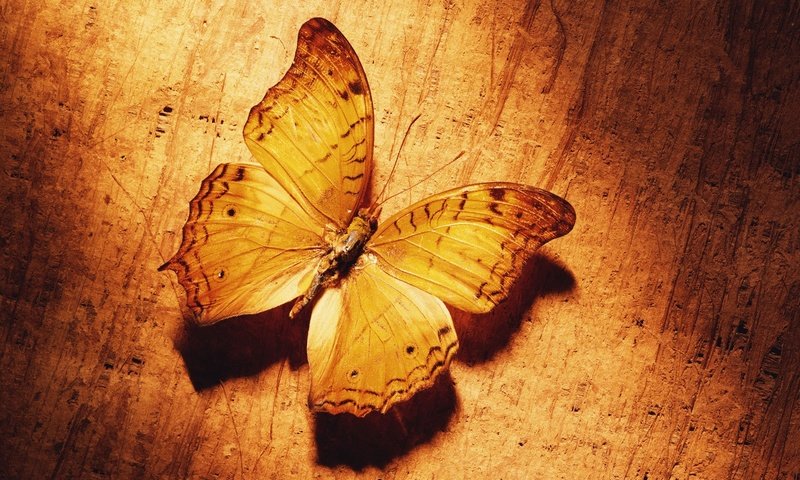 Обои желтый, бабочка, yellow, butterfly разрешение 1920x1200 Загрузить