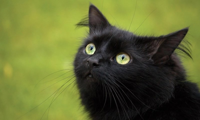 Обои кошка, взгляд, черный, cat, look, black разрешение 1920x1200 Загрузить