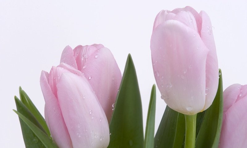 Обои роса, капли, весна, розовый, нежность, тюльпан, rosa, drops, spring, pink, tenderness, tulip разрешение 2560x1600 Загрузить