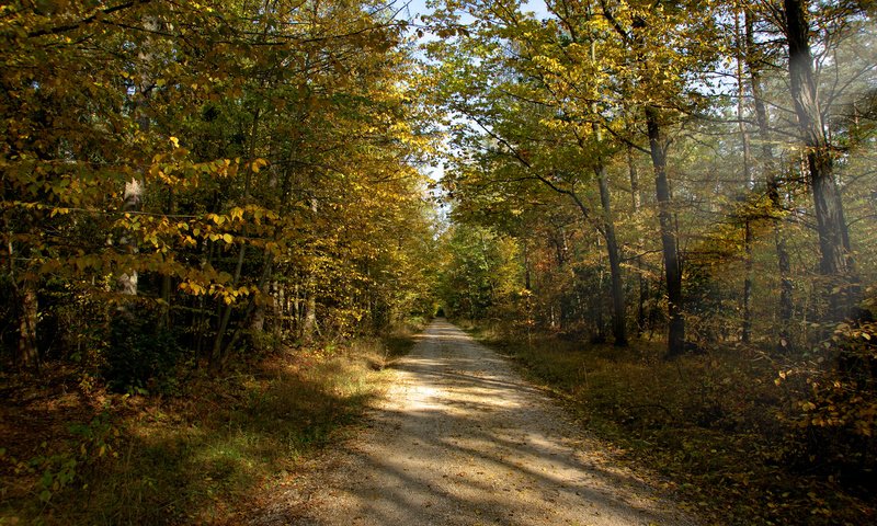 Обои дорога, солнце, лес, лучи, осень, грунтовая, road, the sun, forest, rays, autumn разрешение 1920x1200 Загрузить