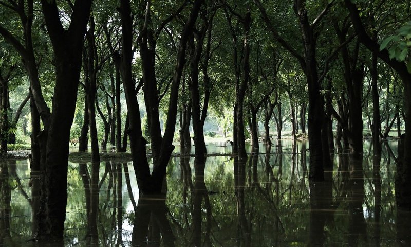 Обои деревья, вода, лес, болото, trees, water, forest, swamp разрешение 1920x1200 Загрузить