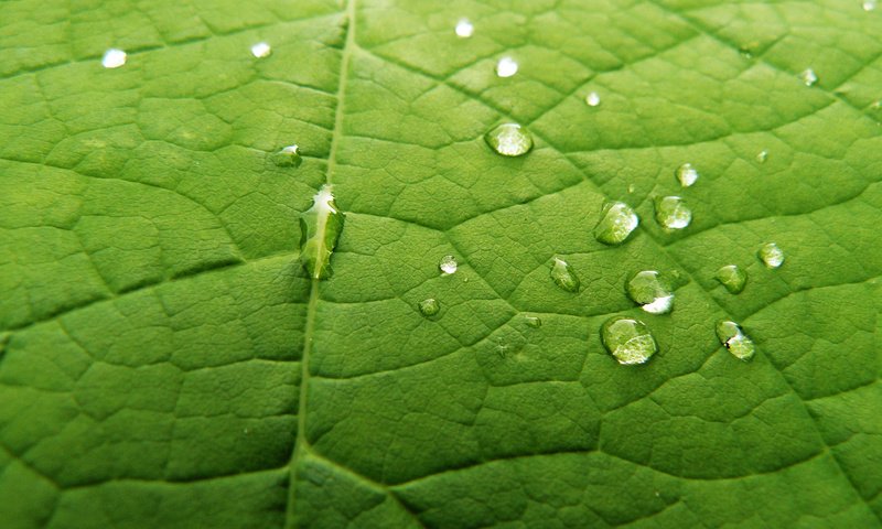 Обои капли, лист, leaf it green, drops, sheet разрешение 1900x1200 Загрузить