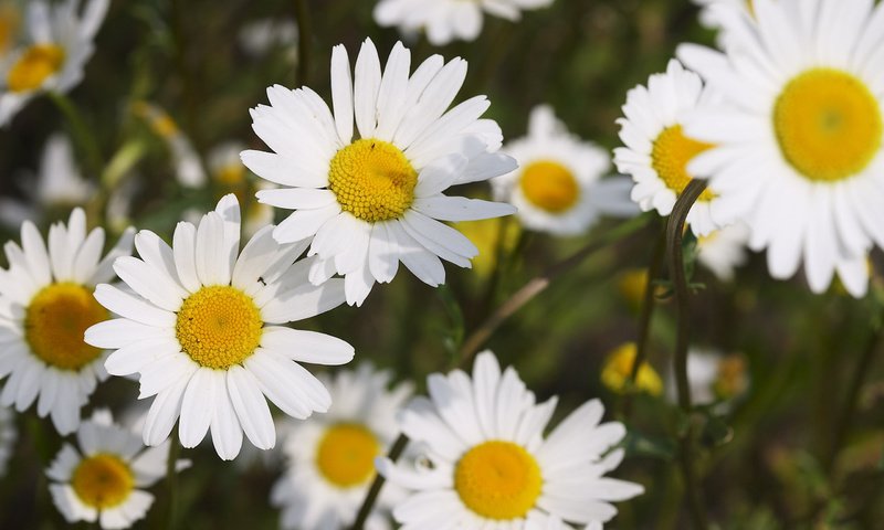 Обои цветы, лепестки, ромашки, много, белоснежные, flowers, petals, chamomile, a lot, white разрешение 2560x1600 Загрузить