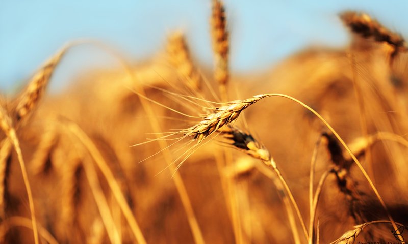 Обои поле, пшеница, хлеб, колос, field, wheat, bread, ear разрешение 2560x1600 Загрузить