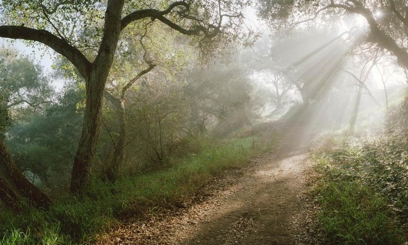 Обои солнце, лес, лучи, тропинка, the sun, forest, rays, path разрешение 1920x1200 Загрузить