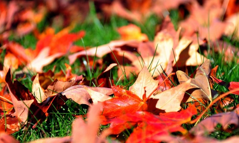 Обои трава, листья, осень, клен, grass, leaves, autumn, maple разрешение 2560x1600 Загрузить