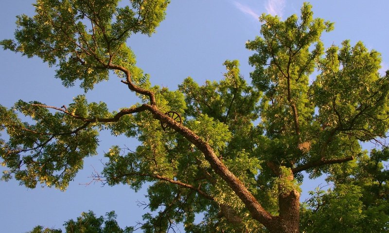 Обои небо, дерево, ветки, колесо, крона, вид снизу, the sky, tree, branches, wheel, crown, bottom view разрешение 1920x1440 Загрузить