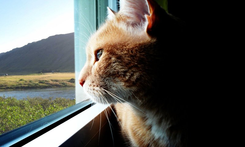 Обои кошка, взгляд, даль, окно, cat, look, dal, window разрешение 1920x1080 Загрузить