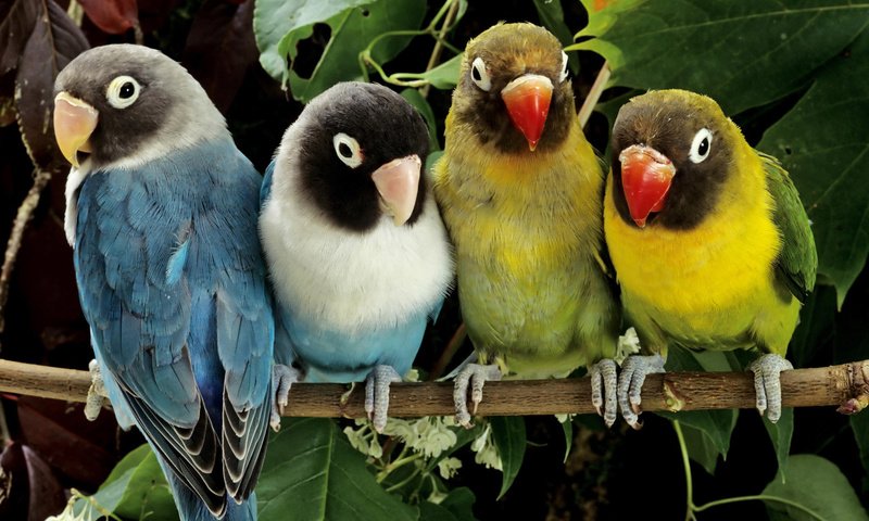 Обои цвета, краски, птицы, попугаи, color, paint, birds, parrots разрешение 1920x1200 Загрузить