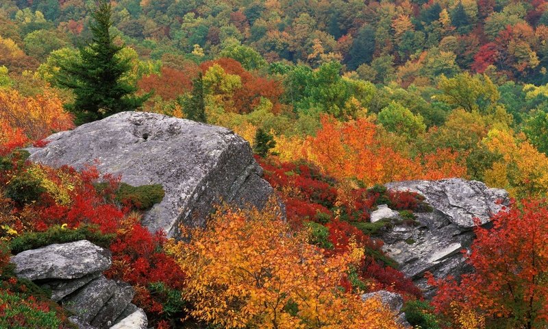 Обои небо, деревья, природа, осень, камень, the sky, trees, nature, autumn, stone разрешение 1999x1333 Загрузить