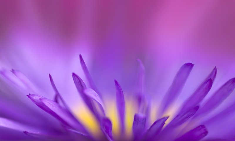 Обои цветок, фиолетовый, хрупкий, flower, purple, fragile разрешение 2560x1600 Загрузить