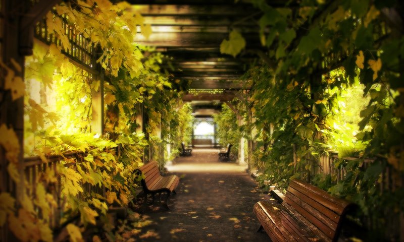 Обои листья, виноград, скамейки, коридор, leaves, grapes, benches, corridor разрешение 3084x2211 Загрузить