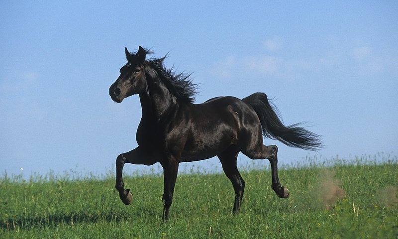 Обои лошадь, черный, степь, жеребец, голоп, horse, black, the steppe, stallion, the golop разрешение 1920x1080 Загрузить