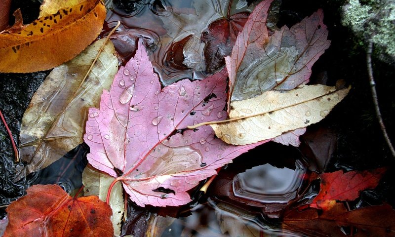 Обои вода, листья, осень, water, leaves, autumn разрешение 2364x1936 Загрузить