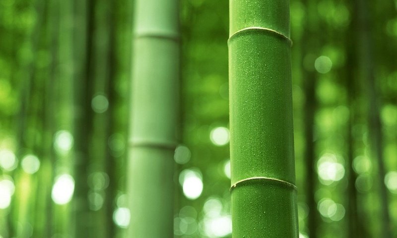 Обои зелёный, бамбук, ствол, стебель, green, bamboo, trunk, stem разрешение 1920x1200 Загрузить