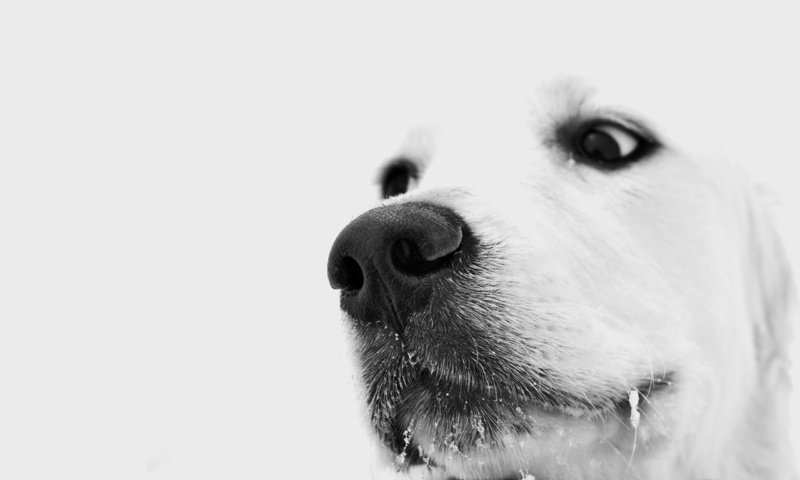 Обои глаза, зима, взгляд, белый, собака, грустный, пес, задумчивый, снег на усах, the snow on his mustache, eyes, winter, look, white, dog, sad, brooding разрешение 2560x1600 Загрузить