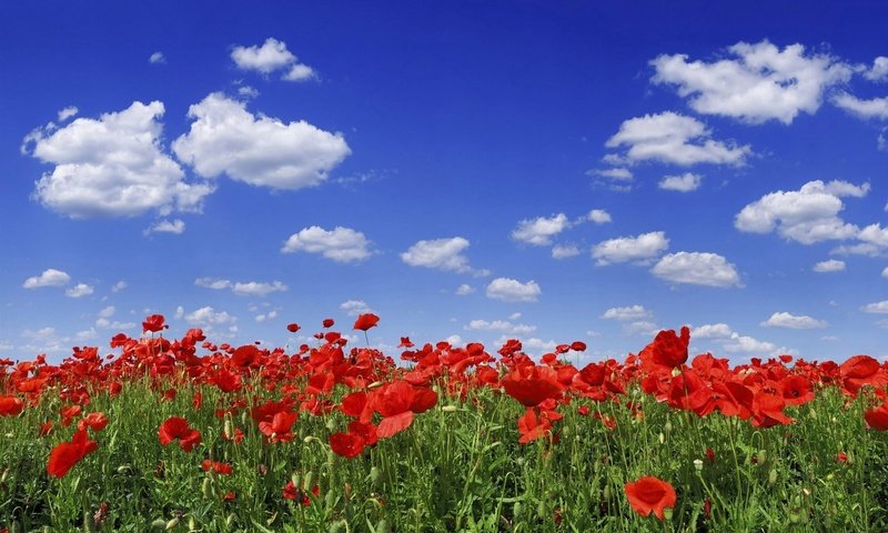 Обои небо, цветы, облака, маки, the sky, flowers, clouds, maki разрешение 1920x1200 Загрузить